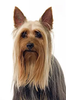 Sydney: Dog - Australian Silky Terrier / Silky Terrier
