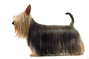 Sydney: Dog - Australian Silky Terrier / Silky Terrier