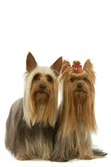 Sydney: Dog - Australian Silky Terrier with Yorkshire Terrier