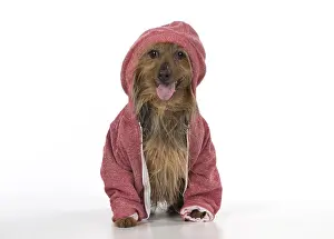 Hoodies: DOG. Australian Terrier iwearing a hoodie