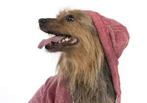 Hoodies: DOG. Australian Terrier iwearing a hoodie