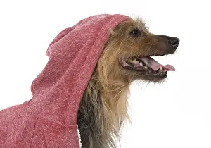 Hoodies: DOG. Australian Terrier iwearing a hoodie