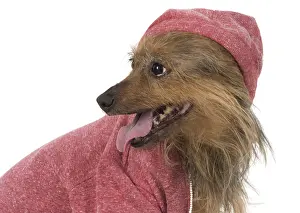 Hoodies: DOG. Australian Terrier iwearing a hoodie