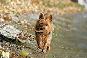 Sticks: Dog - Australian Terrier at lakeshore, playing with stick