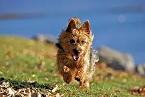 Sticks: Dog - Australian Terrier running on grass by lake