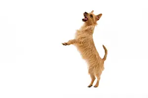 Tricks: Dog - Australian Terrier - standing on hind legs begging