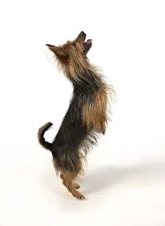 010519: DOG. Australian Terrier on white, studio