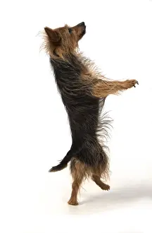 010519: DOG. Australian Terrier on white, studio