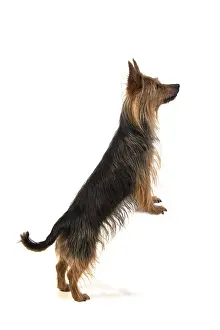 010519: DOG. Australian Terrier on white, studio