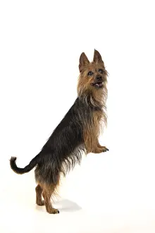 010519: DOG. Australian Terrier on white, studio