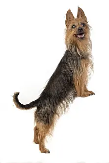 010519: DOG. Australian Terrier on white, studio