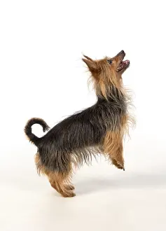 010519: DOG. Australian Terrier on white, studio