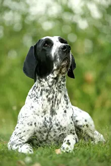Braque: Dog - Auvergne Pointer / Braque d'Auvergne