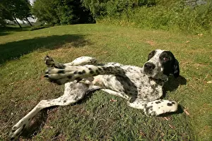 Braque: Dog - Auvergne Pointer / Braque d'Auvergne lying