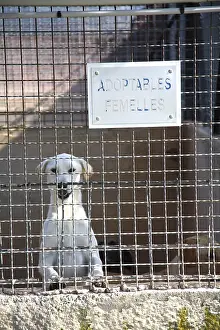 Bored: Dog awaiting adoption in shelters SPA France