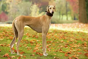 Tuareg: Dog - Azawakh. Also known as Tuareg Sloughi
