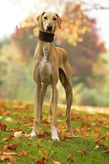 Tuareg: Dog - Azawakh. Also known as Tuareg Sloughi
