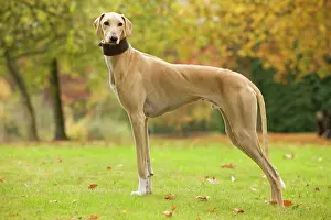 Tuareg: Dog - Azawakh. Also known as Tuareg Sloughi