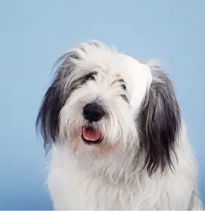 Bandaged: DOG - with bandaged head