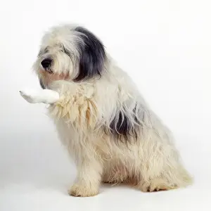 Rehabilitation: DOG - with bandaged leg