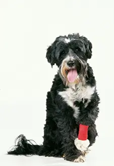 Bandaged: Dog - With bandaged leg