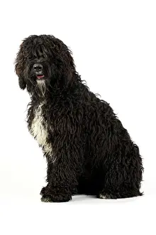 Barbets: Dog. Barbet