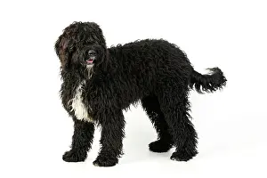 Barbets: Dog. Barbet
