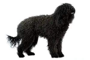 Barbet: Dog - Barbet