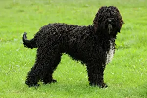 Barbets: Dog. Barbet in field