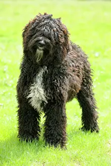 Barbets: Dog. Barbet in field
