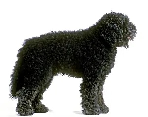 Barbet: Dog - Barbet. Also known as Griffon d'Arret a Poil Laineux