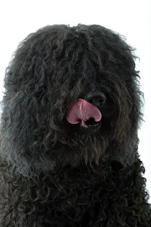 Barbet: Dog - Barbet - licking lips