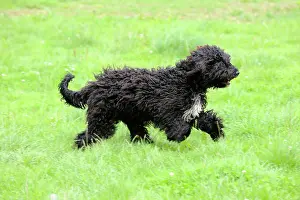 Barbets: Dog. Barbet running in field