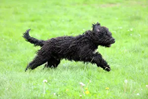 Barbet: Dog. Barbet running in field