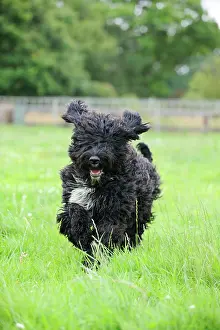 Barbet: Dog. Barbet running in field