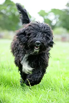 Barbet: Dog. Barbet running in field