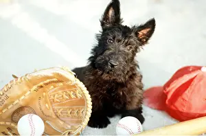 Frederic Rolland: DOG - with baseballs and baseball kit