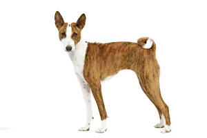Basenjis: Dog - Basenji