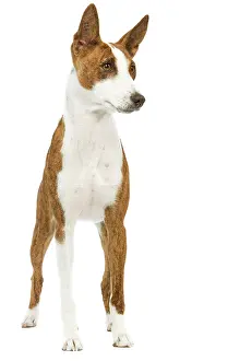 Basenjis: Dog - Basenji