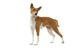 Basenjis: Dog - Basenji