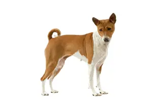 Basenjis: Dog - Basenji