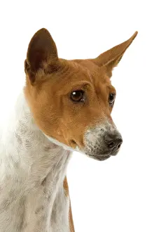 Basenjis: Dog - Basenji