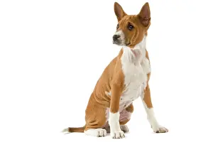 Basenjis: Dog - Basenji