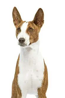 Basenjis: Dog - Basenji