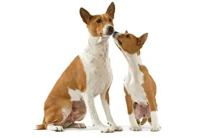 Basenjis: Dog - Basenji