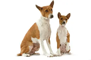 Basenjis: Dog - Basenji - adult and puppy