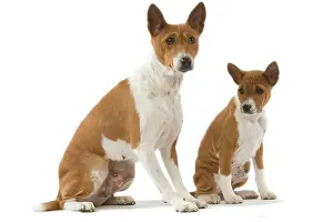Basenjis: Dog - Basenji - adult and puppy