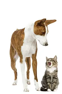 Basenjis: Dog - Basenji in studio with cat