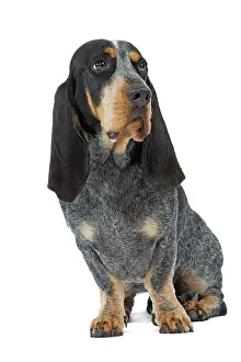 Bleu: Dog - Basset Blue De Gascogne. Also know as Blue