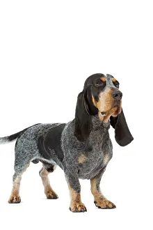 Bleu: Dog - Basset Blue De Gascogne. Also know as Blue